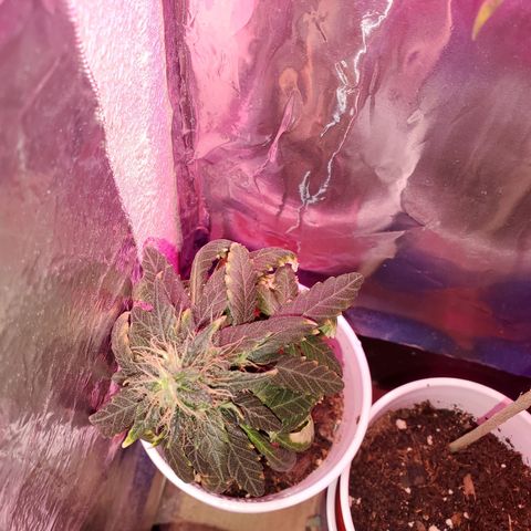 Unknown strain growlog photo: Overwatered ones, got a little sprinkle on the top.  Been 4 days since last watering and they still need to dry up more, butbdidnt want top to go completely dry