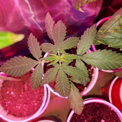 Unknown strain growlog timeline photo