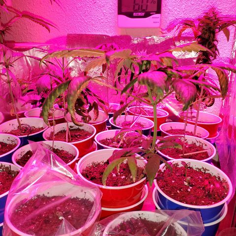 Unknown strain growlog timeline photo