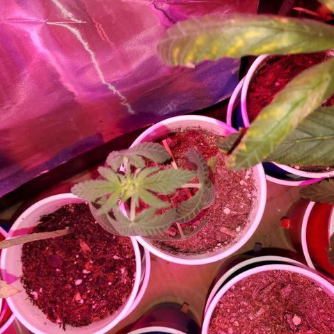 Unknown strain growlog timeline photo