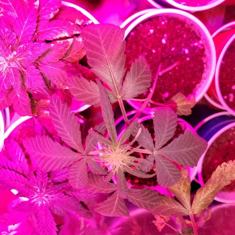 Unknown strain growlog photo: Overwatered ones, got a little sprinkle on the top.  Been 4 days since last watering and they still need to dry up more, butbdidnt want top to go completely dry