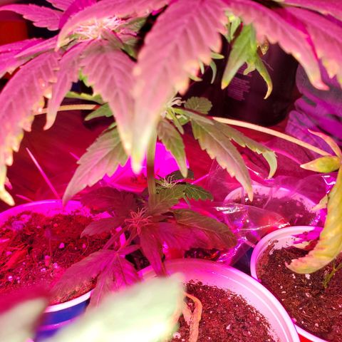 Unknown strain growlog photo: Overwatered ones, got a little sprinkle on the top.  Been 4 days since last watering and they still need to dry up more, butbdidnt want top to go completely dry