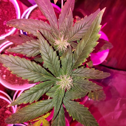 Unknown strain growlog timeline photo