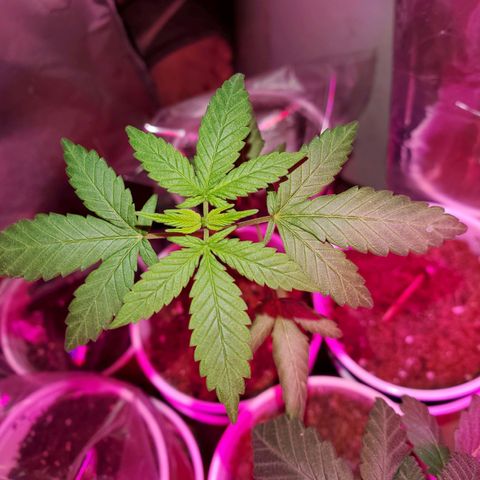 Unknown strain growlog timeline photo