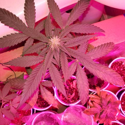 Unknown strain growlog photo: So far so good.  For some reason 5 started to wilt. Gave water they wilted more,  stopp watering, they wilted more.  Not sure what happened.  Cups were extremely light before watering