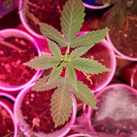 Unknown strain growlog photo: So far so good.  For some reason 5 started to wilt. Gave water they wilted more,  stopp watering, they wilted more.  Not sure what happened.  Cups were extremely light before watering
