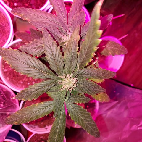Unknown strain growlog photo: So far so good.  For some reason 5 started to wilt. Gave water they wilted more,  stopp watering, they wilted more.  Not sure what happened.  Cups were extremely light before watering