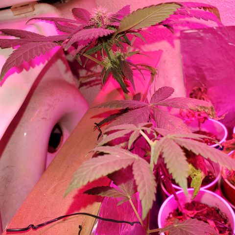 Unknown strain growlog photo: So far so good.  For some reason 5 started to wilt. Gave water they wilted more,  stopp watering, they wilted more.  Not sure what happened.  Cups were extremely light before watering