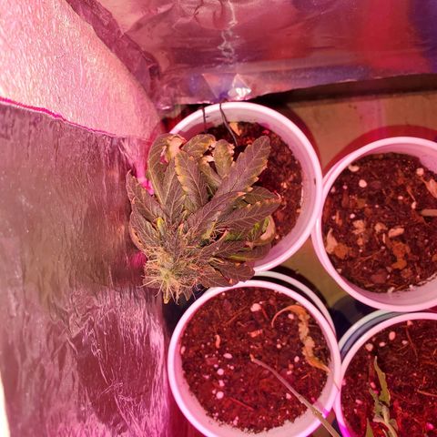 Unknown strain growlog photo: So far so good.  For some reason 5 started to wilt. Gave water they wilted more,  stopp watering, they wilted more.  Not sure what happened.  Cups were extremely light before watering