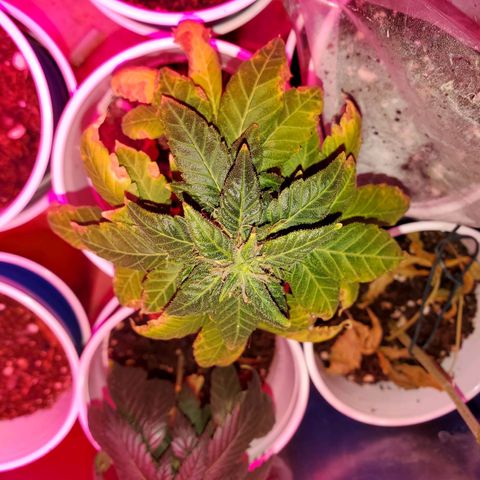 Unknown strain growlog photo: So far so good.  For some reason 5 started to wilt. Gave water they wilted more,  stopp watering, they wilted more.  Not sure what happened.  Cups were extremely light before watering