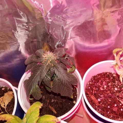 Unknown strain growlog photo: So far so good.  For some reason 5 started to wilt. Gave water they wilted more,  stopp watering, they wilted more.  Not sure what happened.  Cups were extremely light before watering