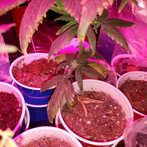 Unknown strain growlog photo: So far so good.  For some reason 5 started to wilt. Gave water they wilted more,  stopp watering, they wilted more.  Not sure what happened.  Cups were extremely light before watering
