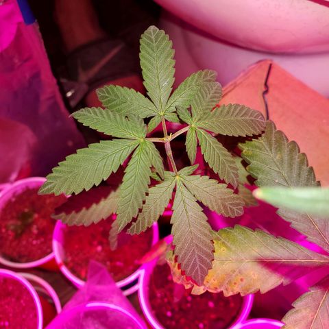 Unknown strain growlog photo: So far so good.  For some reason 5 started to wilt. Gave water they wilted more,  stopp watering, they wilted more.  Not sure what happened.  Cups were extremely light before watering