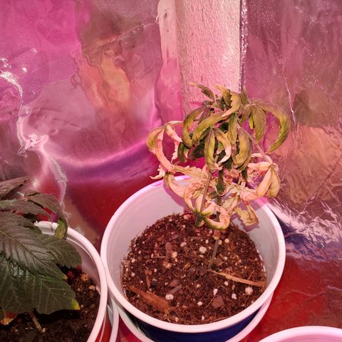 Unknown strain growlog photo: So far so good.  For some reason 5 started to wilt. Gave water they wilted more,  stopp watering, they wilted more.  Not sure what happened.  Cups were extremely light before watering