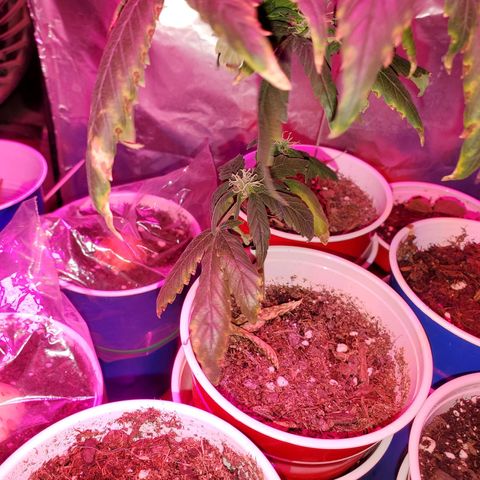 Unknown strain growlog timeline photo