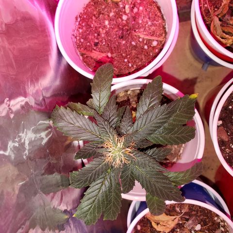 Unknown strain growlog timeline photo