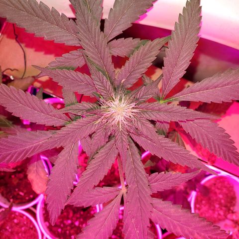 Unknown strain growlog timeline photo