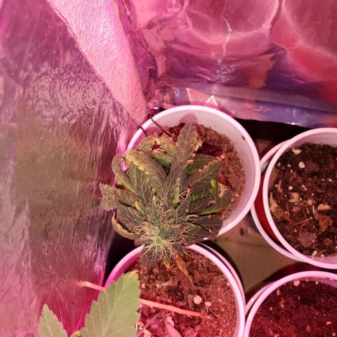 Unknown strain growlog timeline photo