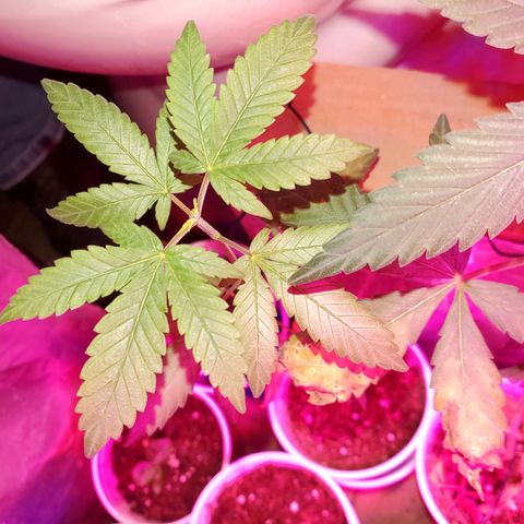 Unknown strain growlog timeline photo