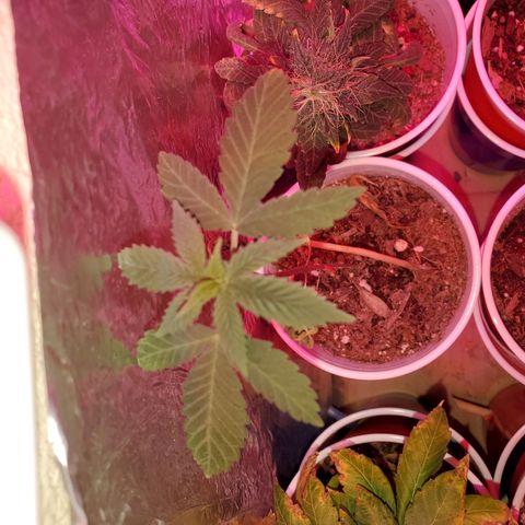 Unknown strain growlog timeline photo