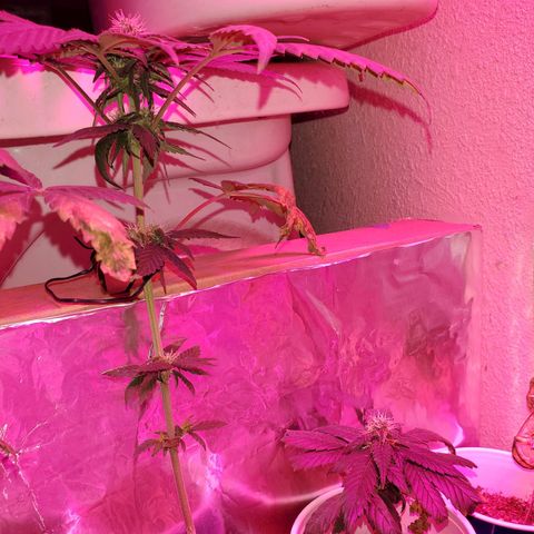 Unknown strain growlog timeline photo