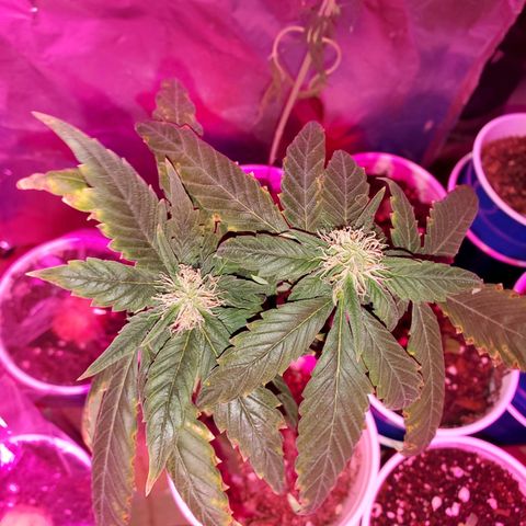 Unknown strain growlog timeline photo