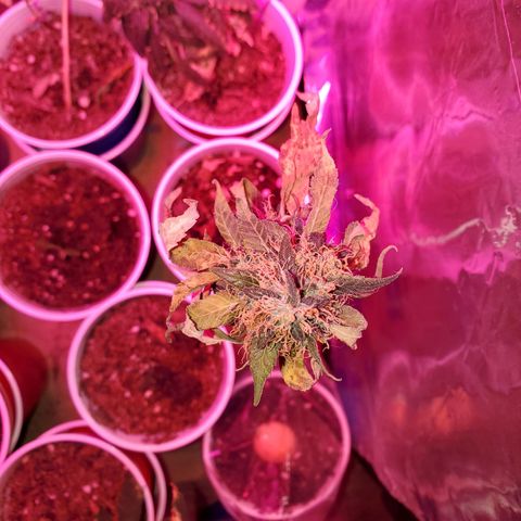 Unknown strain growlog photo: Adding this one to this log.  Need to free up other log for my Blueberry Auto