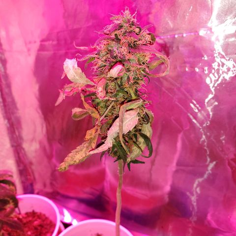 Unknown strain growlog photo: Adding this one to this log.  Need to free up other log for my Blueberry Auto