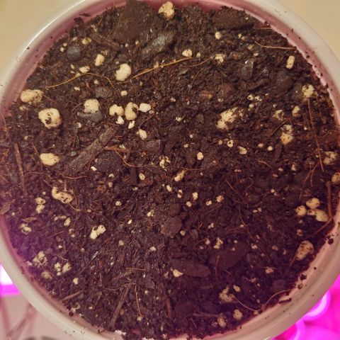 Blueberry Auto growlog photo