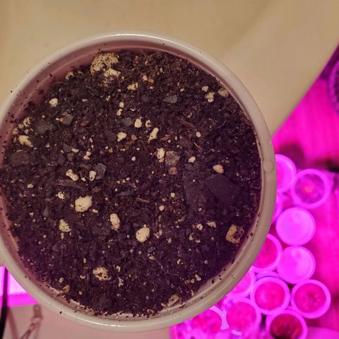 Blueberry Auto growlog photo