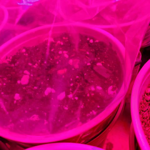 Blueberry Auto growlog timeline photo