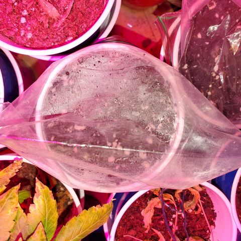 Blueberry Auto growlog timeline photo
