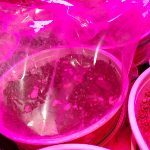 Blueberry Auto growlog timeline photo