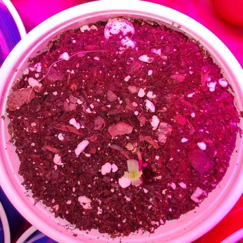 Blueberry Auto growlog photo