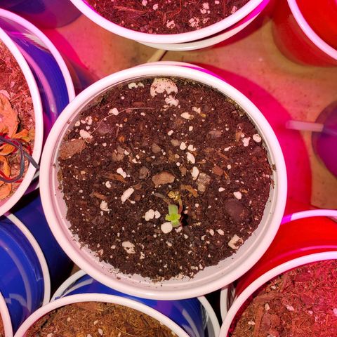 Blueberry Auto growlog photo: Peek a boo Blueberry!  Popped seeds hello today and are looking great.  Starting weeks on Thursdays 