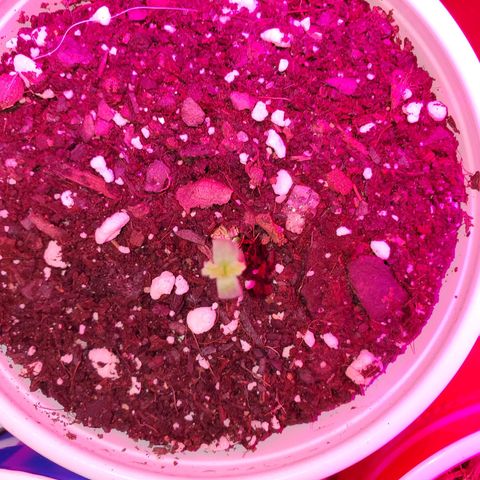 Blueberry Auto growlog photo: Peek a boo Blueberry!  Popped seeds hello today and are looking great.  Starting weeks on Thursdays 
