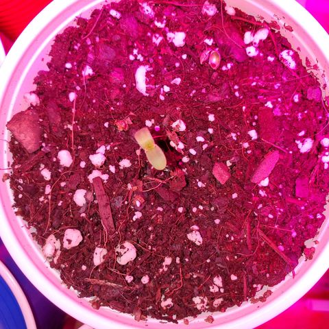 Blueberry Auto growlog photo: Peek a boo Blueberry!  Popped seeds hello today and are looking great.  Starting weeks on Thursdays 