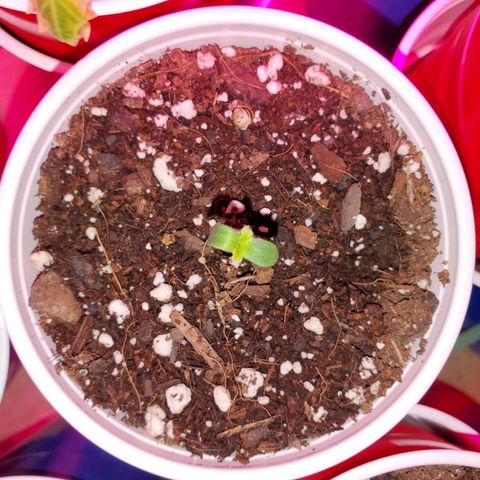 Blueberry Auto growlog photo: May be stretching for the light,  wont be that long til she starts to grow instead of stretch