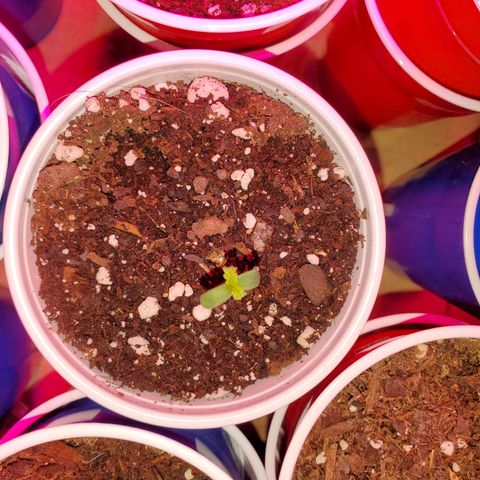 Blueberry Auto growlog photo: May be stretching for the light,  wont be that long til she starts to grow instead of stretch