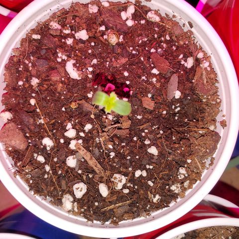 Blueberry Auto growlog timeline photo