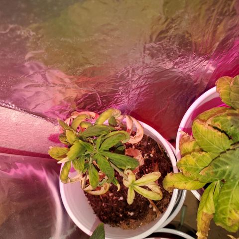 Unknown strain growlog timeline photo