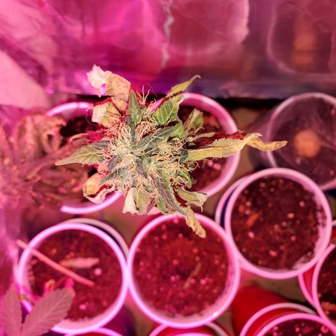 Unknown strain growlog timeline photo