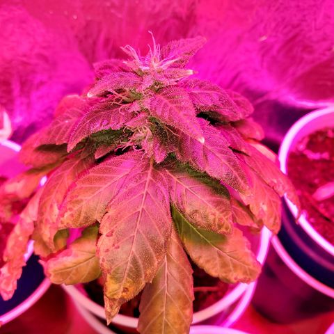 Unknown strain growlog timeline photo