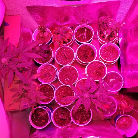 Unknown strain growlog timeline photo