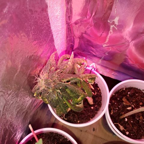Unknown strain growlog timeline photo