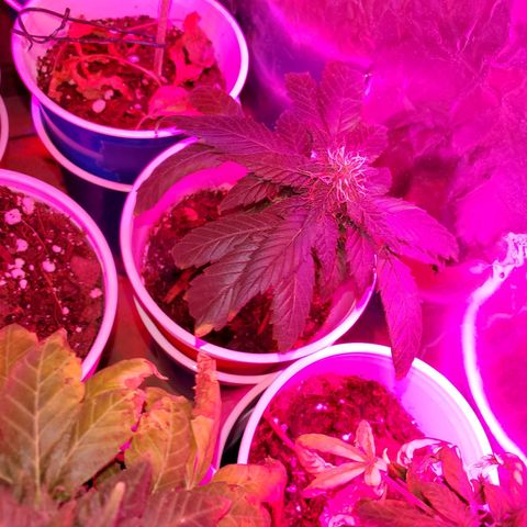 Unknown strain growlog timeline photo