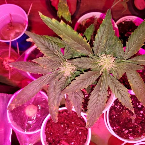 Unknown strain growlog timeline photo