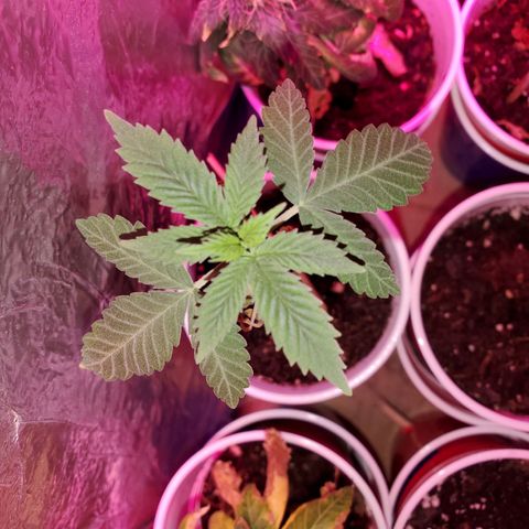 Unknown strain growlog timeline photo