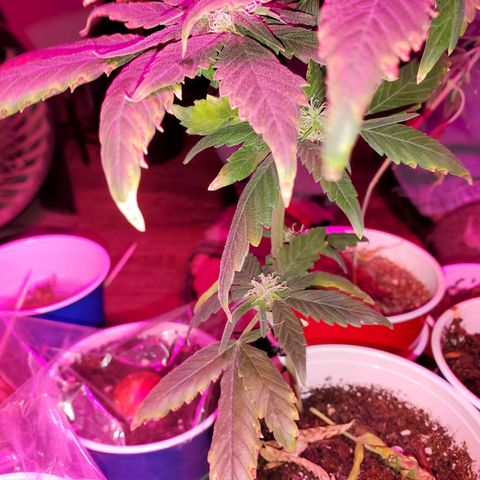 Unknown strain growlog timeline photo