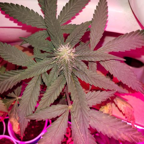 Unknown strain growlog timeline photo